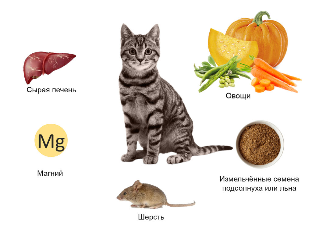 Инфографика: источники витаминов и минералов для кошки — печень, овощи, магний, семена