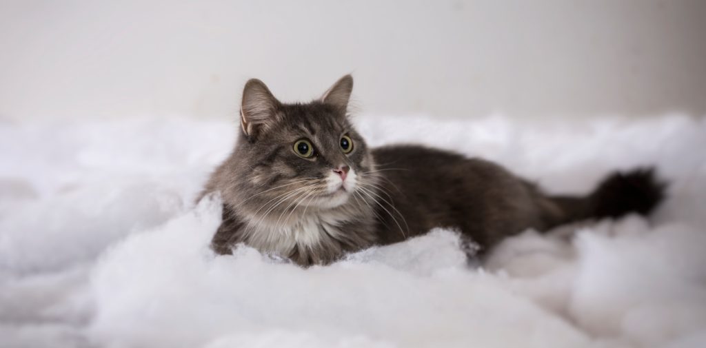 Сколько длится беременность у кошек - Блог SUPERPET