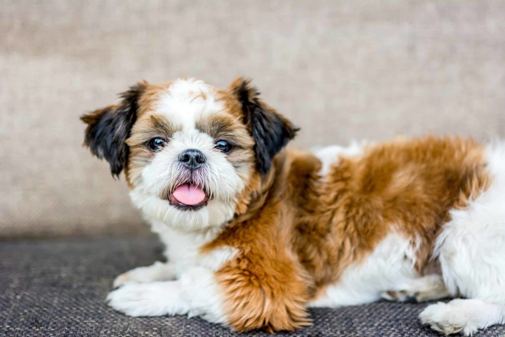 Социализация щенка: этапы и методы - Блог SUPERPET