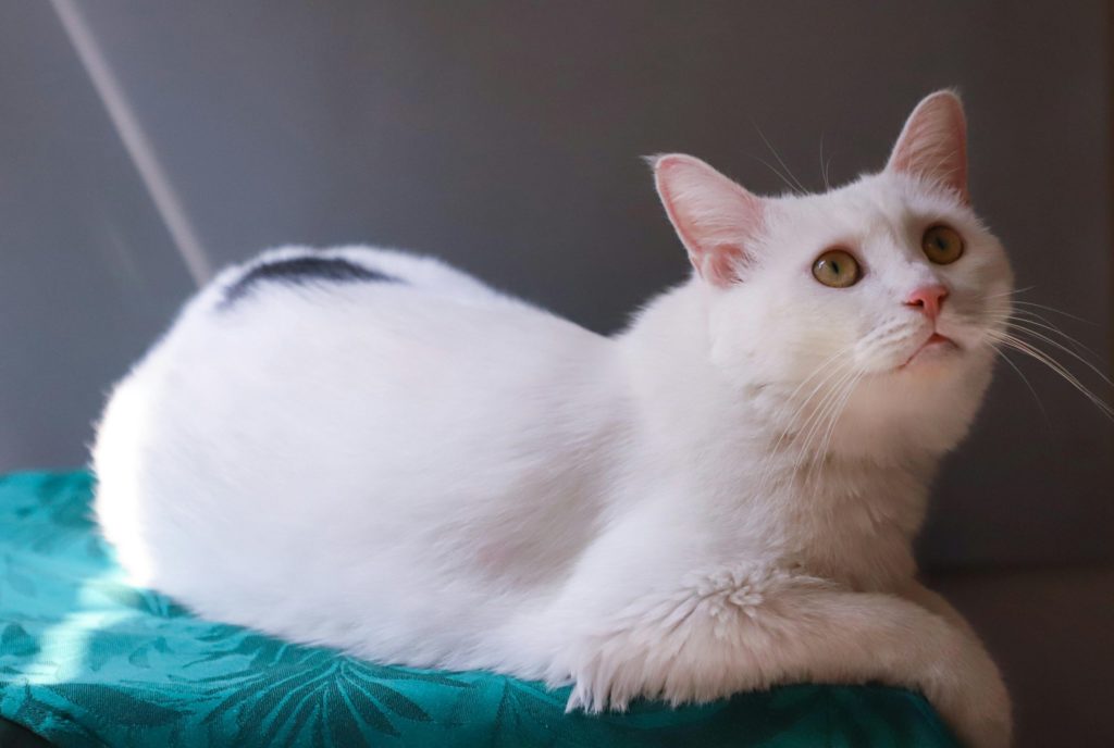 Мочекаменная болезнь у котов: что это и как лечить - Блог SUPERPET