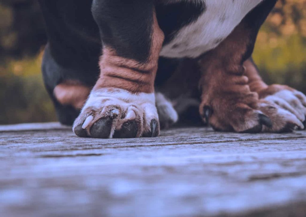 Как стричь когти собаке - Блог SUPERPET