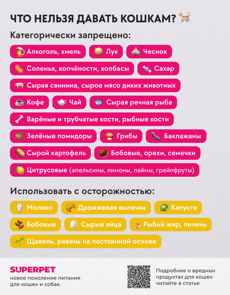 Что нельзя предлагать кошкам и собакам - Блог SUPERPET