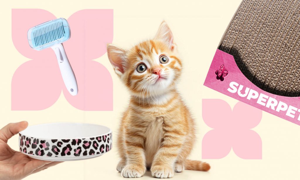 Что нужно котёнку: список вещей - Блог SUPERPET