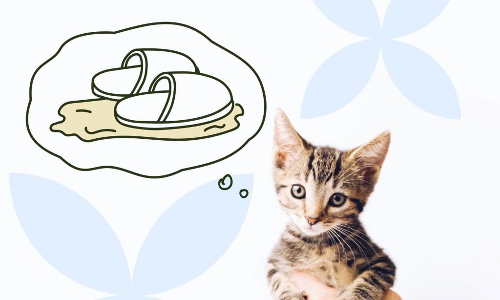 Как приучить котёнка к лотку - Блог SUPERPET