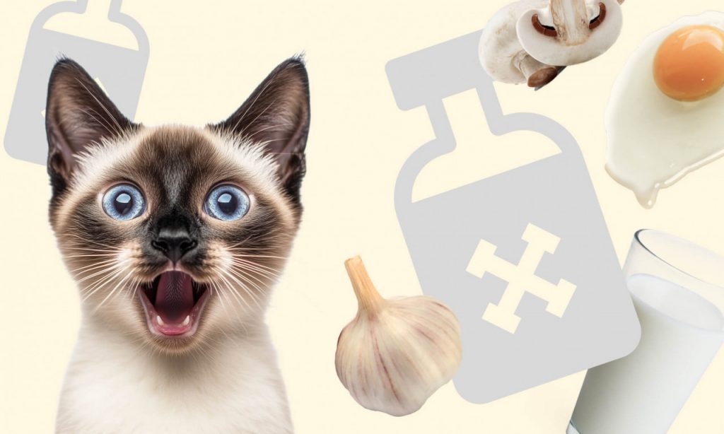 Какие продукты нельзя давать кошке - Блог SUPERPET