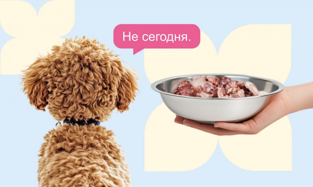 Почему собаки отказываются есть - Блог SUPERPET