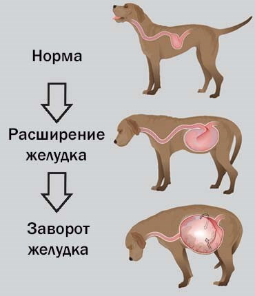 Схема заворота желудка у собаки: норма, расширение и перекрут органа