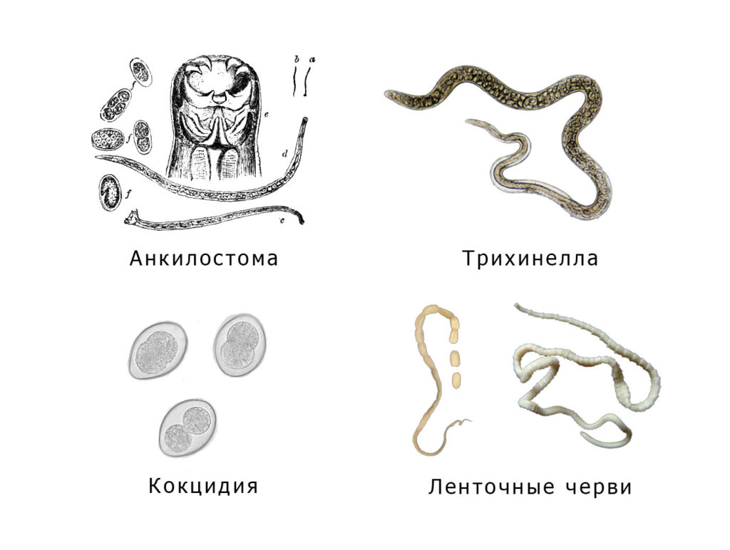 Анкилостома, трихинелла, кокцидия и ленточные черви — паразиты, поражающие кошек