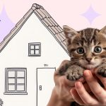 Как приучить котёнка к новому дому - Блог SUPERPET