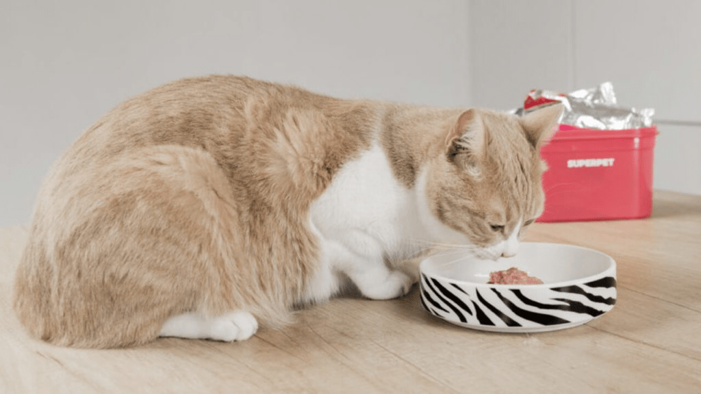 image 1 Можно ли давать кошкам сырую курицу и кормить котят куриным мясом - Блог SUPERPET
