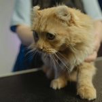Прием у ветеринара