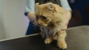 Прием у ветеринара