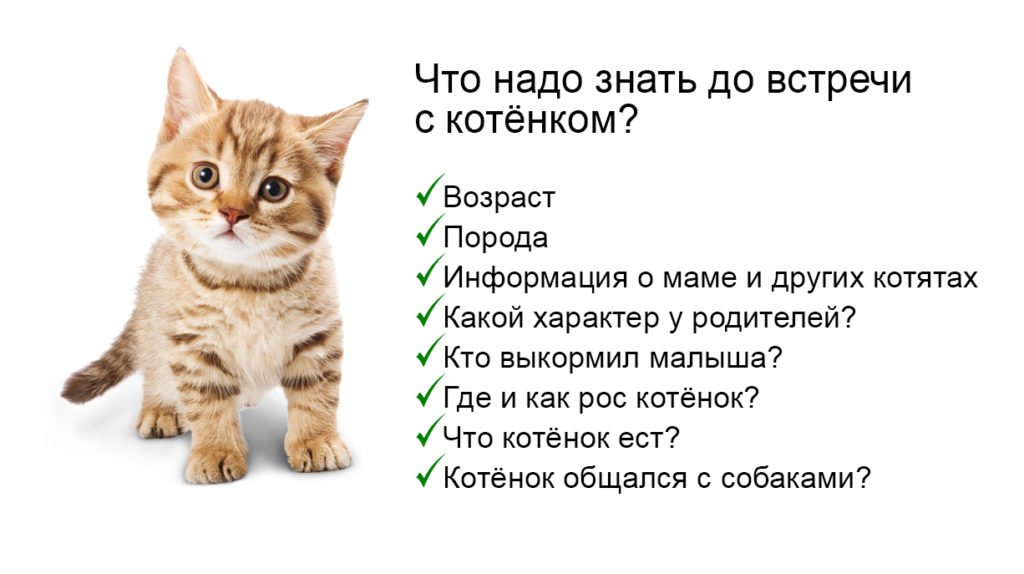 Как выбрать котёнка: полное руководство - Блог SUPERPET