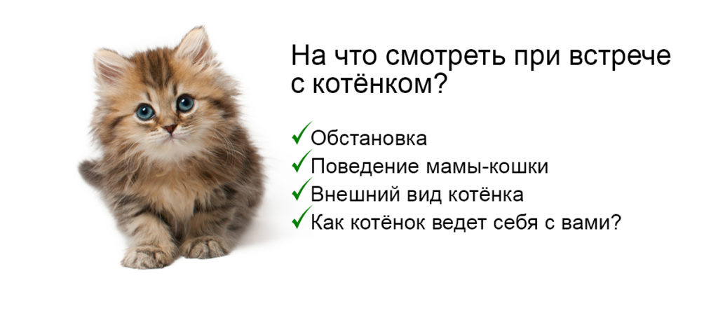 Как выбрать котёнка: полное руководство - Блог SUPERPET