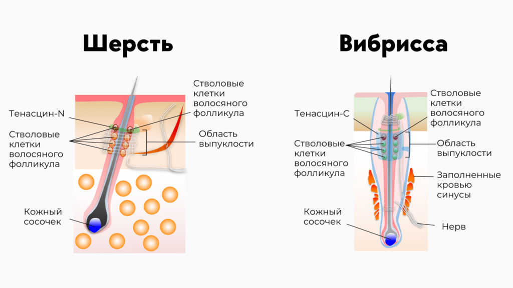 Зачем кошкам усы - Блог SUPERPET
