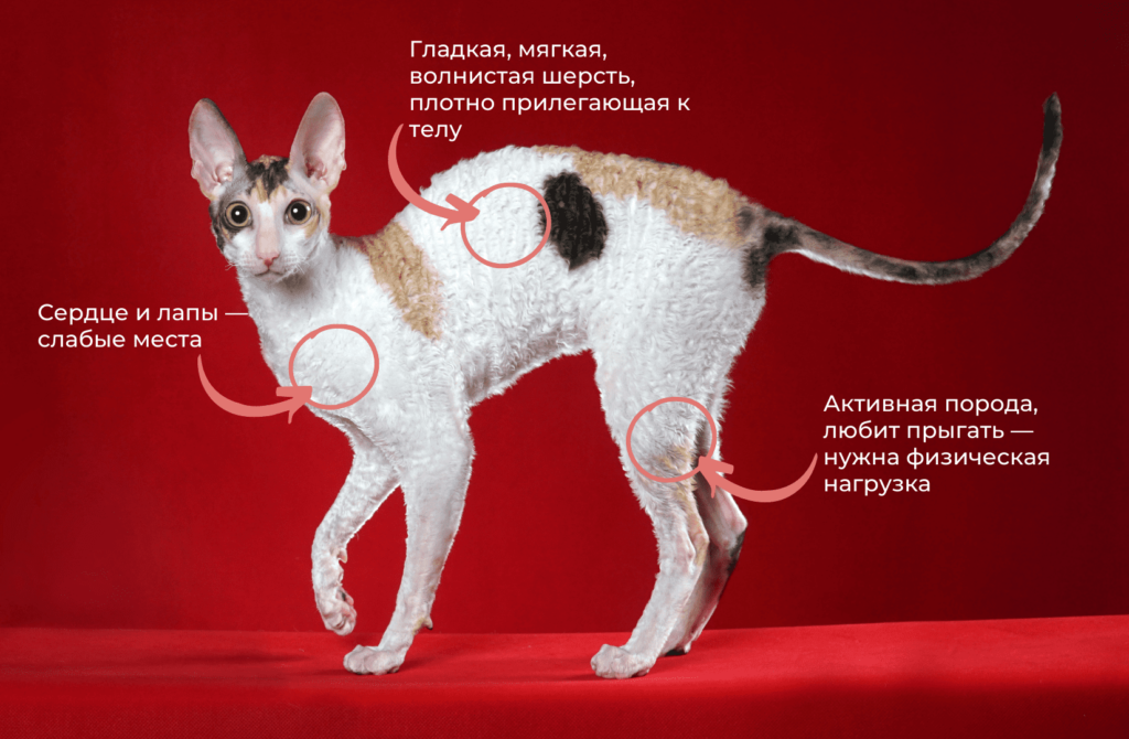 1 Породы кошек с большими ушами: виды, особенности - Блог SUPERPET