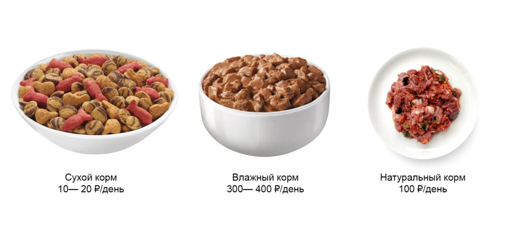 12.1 Во что обходится неправильное кошачье питание - Блог SUPERPET