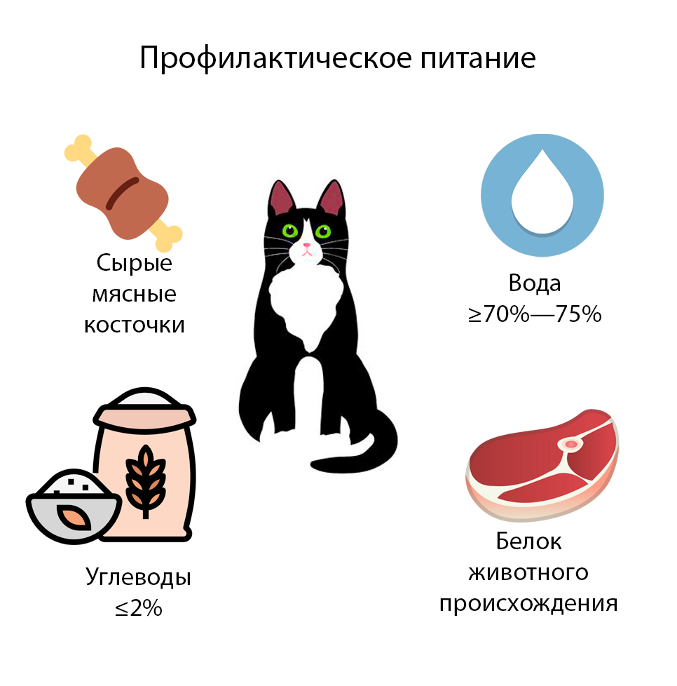 13.1 Правильный рацион для кошек: с чего начать - Блог SUPERPET
