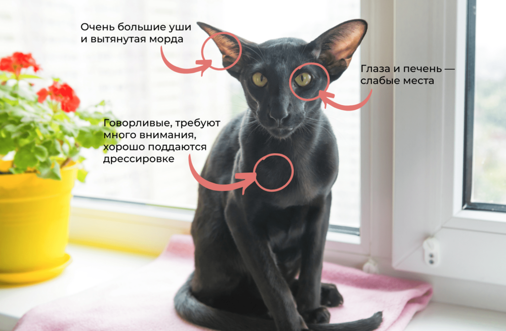 2 Породы кошек с большими ушами: виды, особенности - Блог SUPERPET