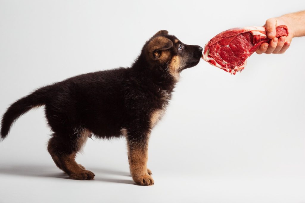 2 month puppy of german shepherd eating and playing with beef krupnyj Сухой корм vs B.A.R.F. (биологически соответствующее питание): чем кормить собаку - Блог SUPERPET