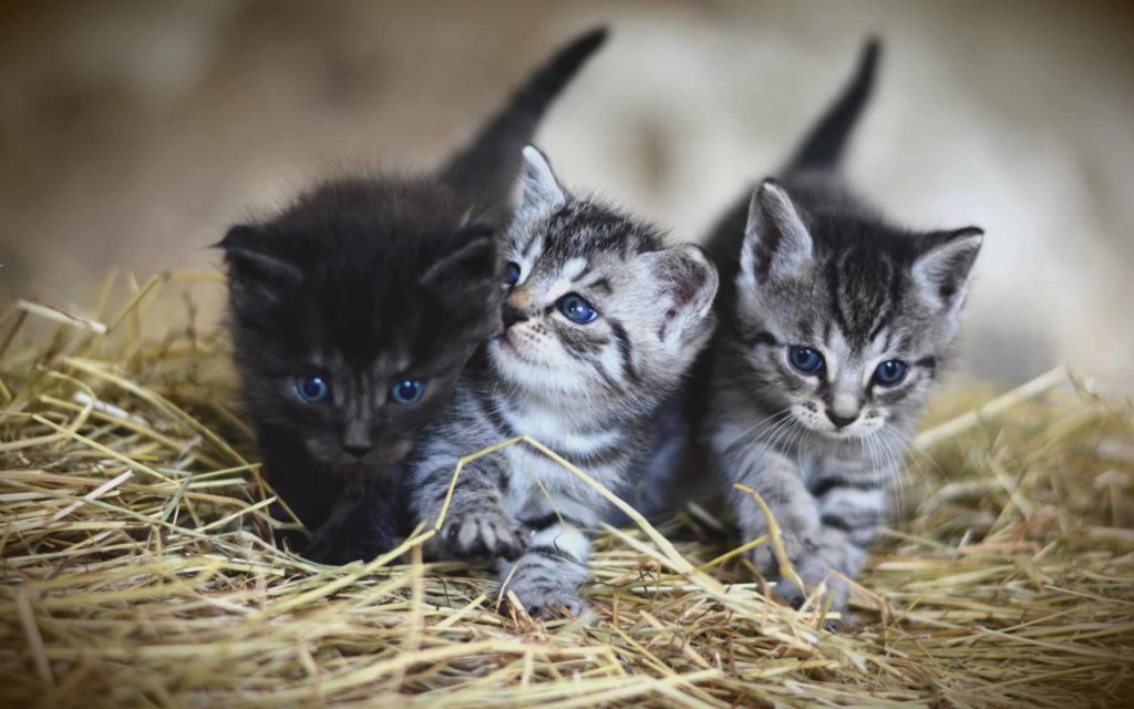 2018animals cats three small gray kittens on a hay 126946 19 Как выкормить новорожденных котят: чем кормить без кошки в домашних условиях - Блог SUPERPET