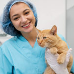 Поликистоз почек: симптомы, диагностика и лечение - Блог SUPERPET