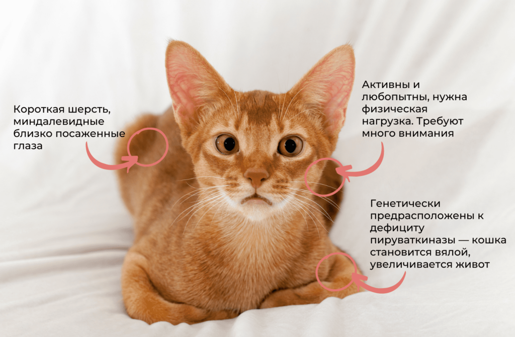 3 Породы кошек с большими ушами: виды, особенности - Блог SUPERPET