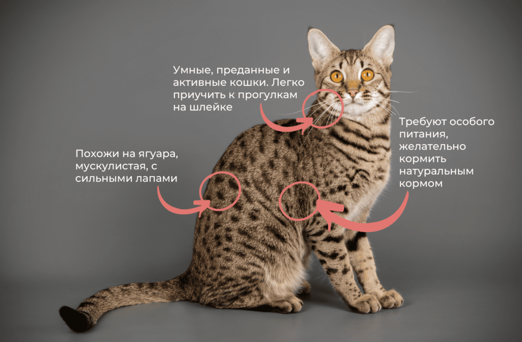 4 Породы кошек с большими ушами: виды, особенности - Блог SUPERPET