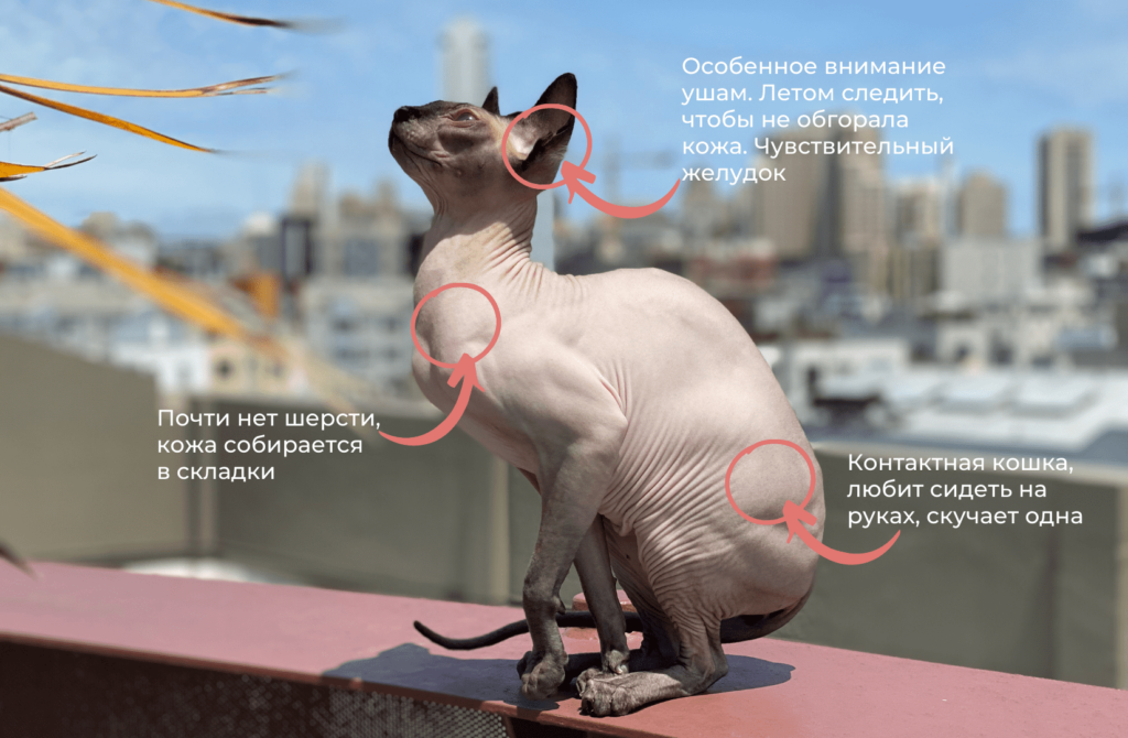 5 Породы кошек с большими ушами: виды, особенности - Блог SUPERPET