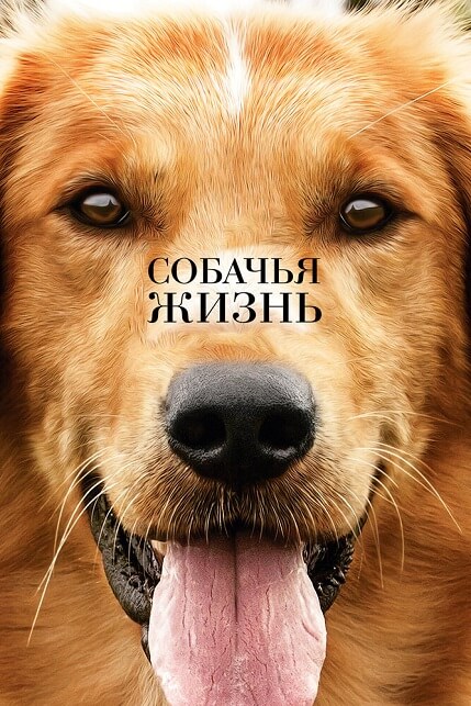 5718961 Лучшие фильмы про собак для приятного семейного просмотра - Блог SUPERPET