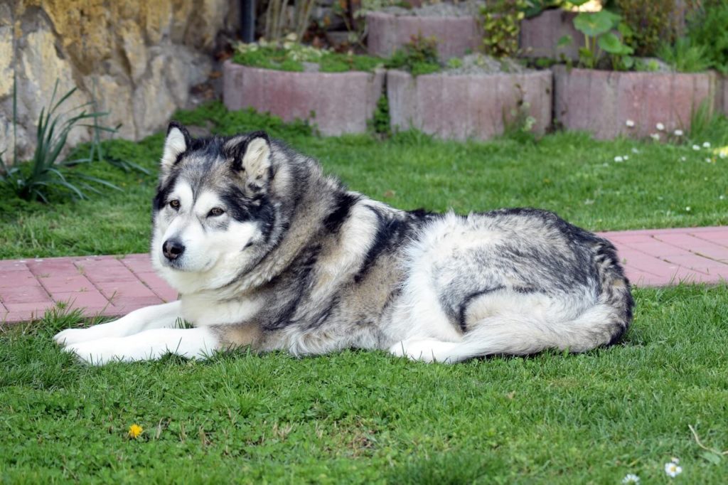 alaskan malamute 1533801 1280 1 Какие породы собак самые крупные - Блог SUPERPET