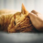 Воспалительное заболевание кишечника у кошек и собак - Блог SUPERPET