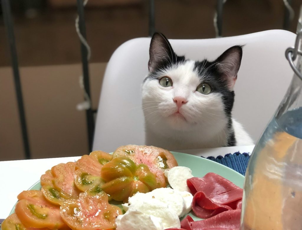 alfr dlu qjdiilnzaly unsplash e1707485400694 Какой корм выбрать для кошки - Блог SUPERPET