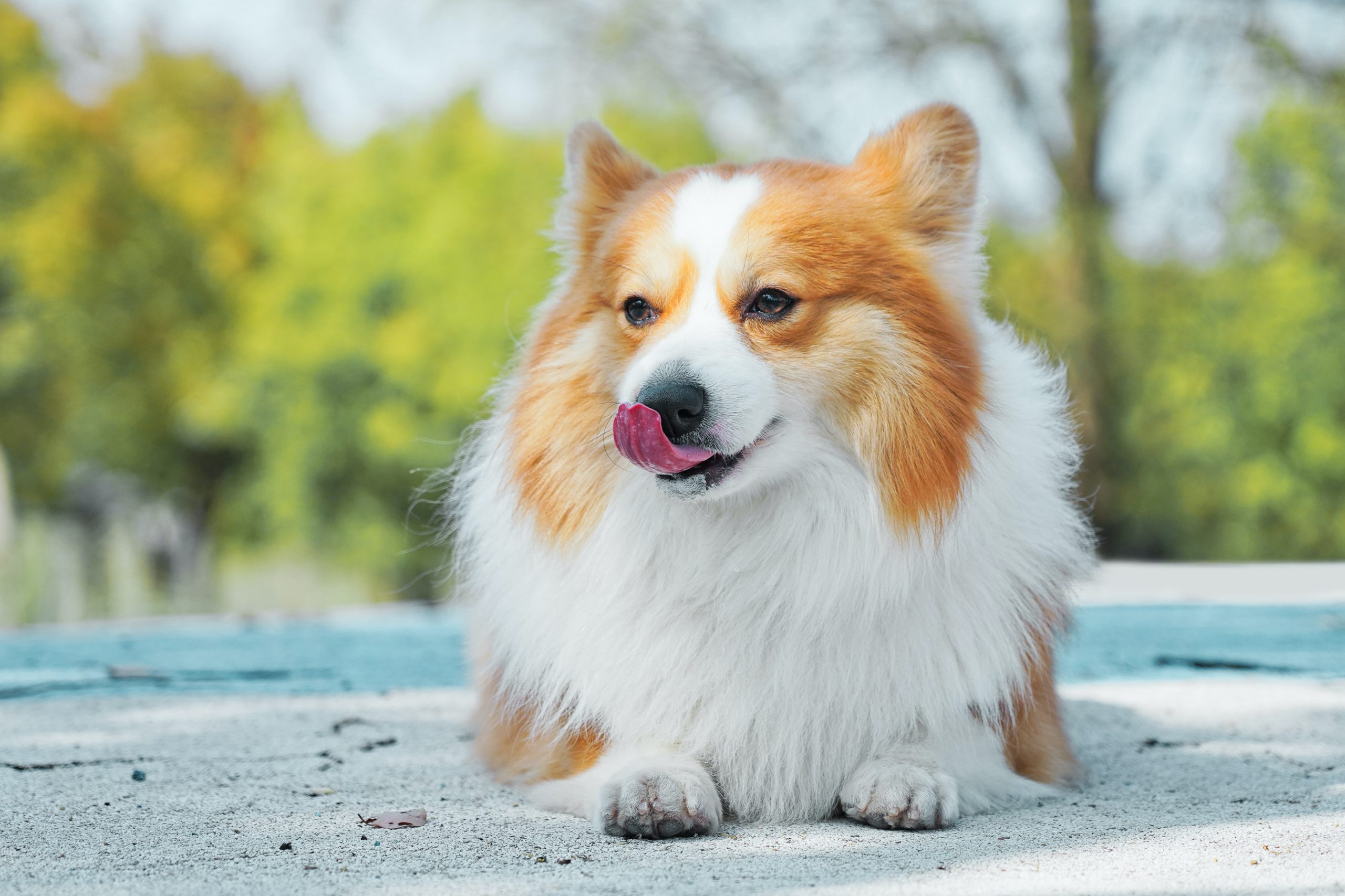 alvan nee n4znguy391e unsplash scaled Какую собаку выбрать для жизни в городе - Блог SUPERPET
