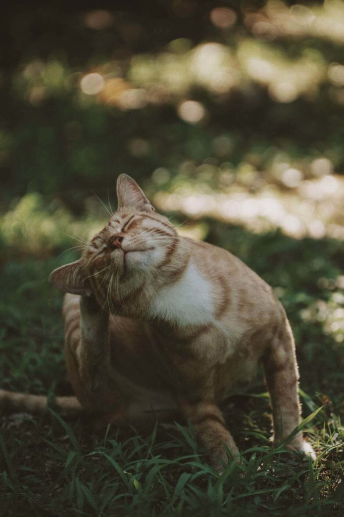 alvan nee psndsnnz3c4 unsplash111 Средства от блох и клещей: лучшие и эффективные, для собак и кошек - Блог SUPERPET