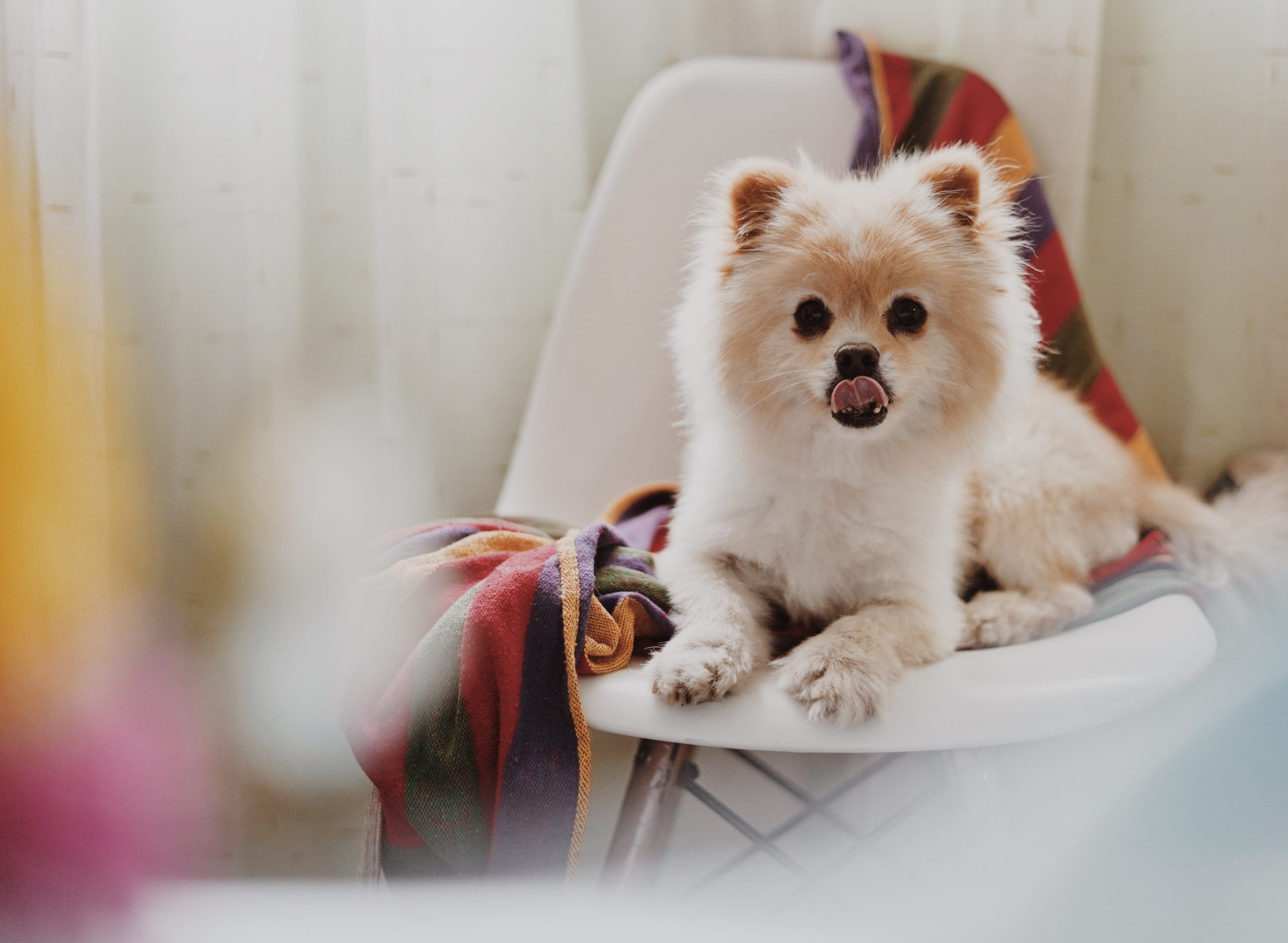 alvan nee xpqqldld7ui unsplash scaled Какую собаку выбрать для жизни в городе - Блог SUPERPET