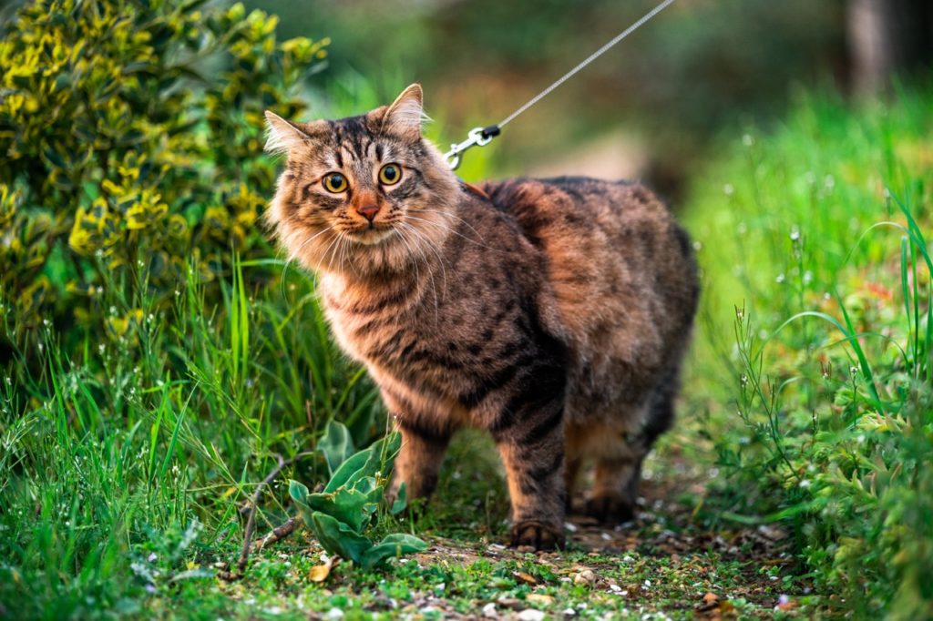 andreas brun gtgsf 8lojc unsplash krupnyj Что делать, если кошка просится на улицу - Блог SUPERPET