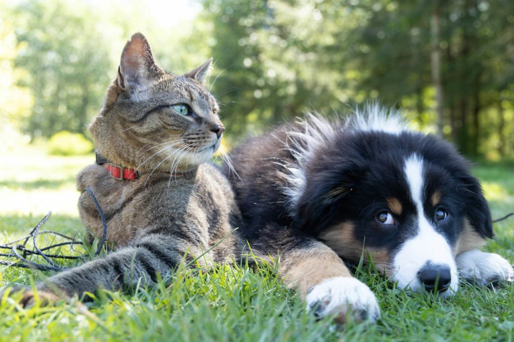 andrew s ouo1hbizwwo unsplash 1 Что влияет на иммунитет кошек и собак - Блог SUPERPET