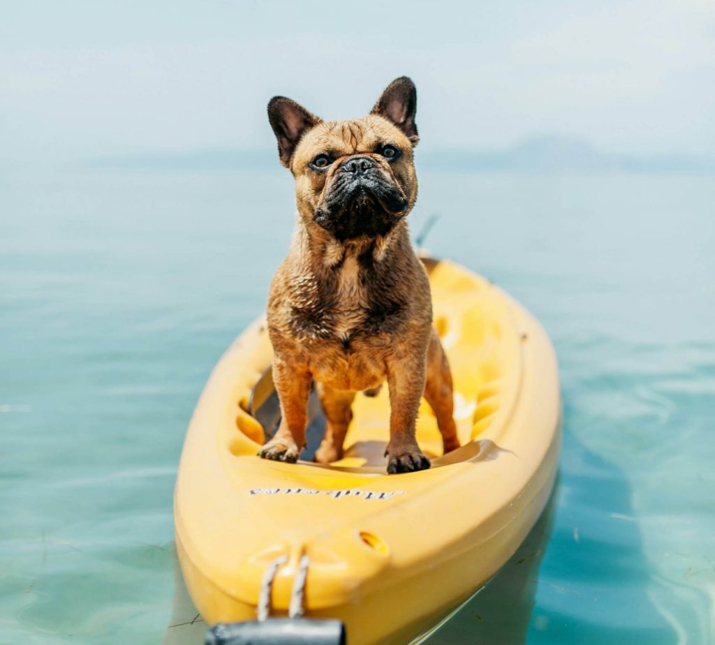 angelo pantazis wt3lf5qweei unsplash 1 scaled e1707476371184 Гипертермия у животных - Блог SUPERPET