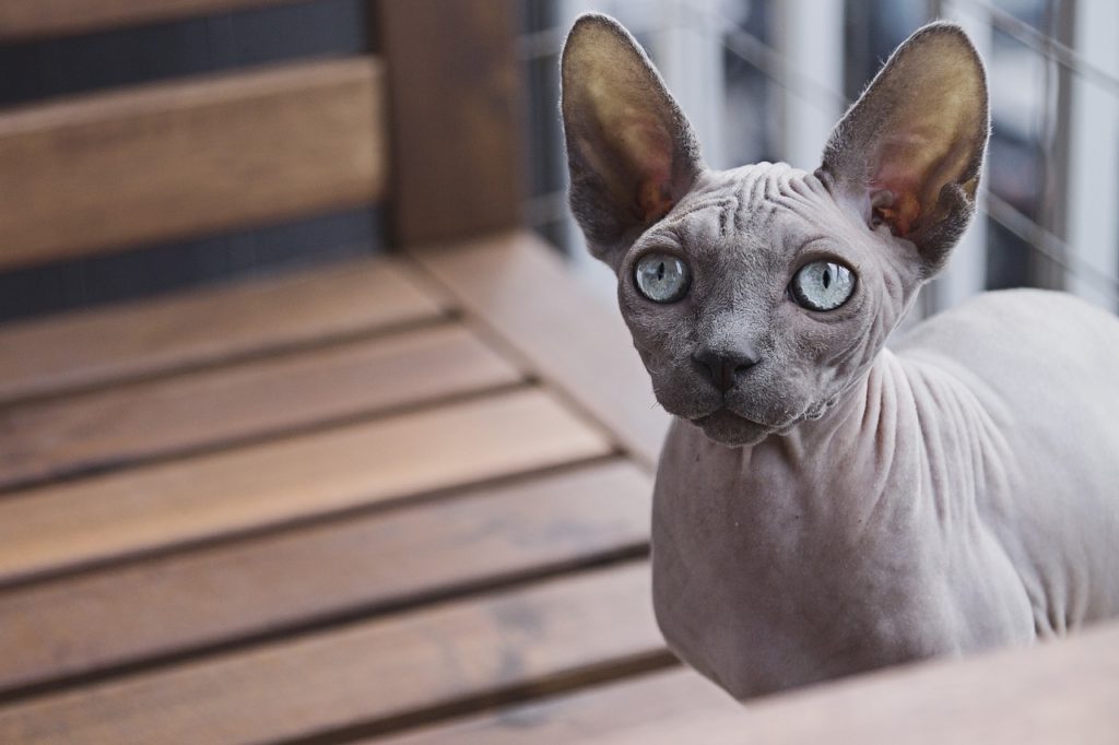 animal 1841557 1280 Корм для сфинксов: какой лучше подходит для канадских котят и кошек, советы ветеринаров - Блог SUPERPET