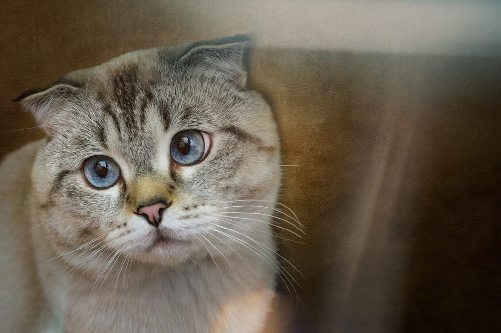 Шотландские вислоухие кошки: характер и описание породы - Блог SUPERPET