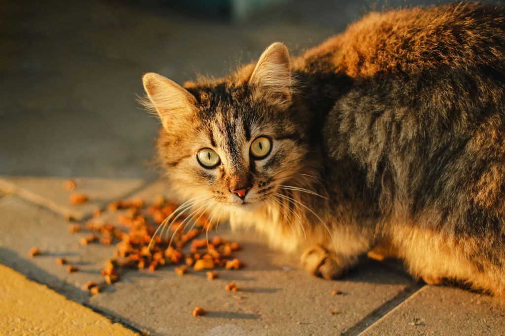 anna kumpan wdfwggql9iu unsplash Какой корм выбрать для кошки - Блог SUPERPET