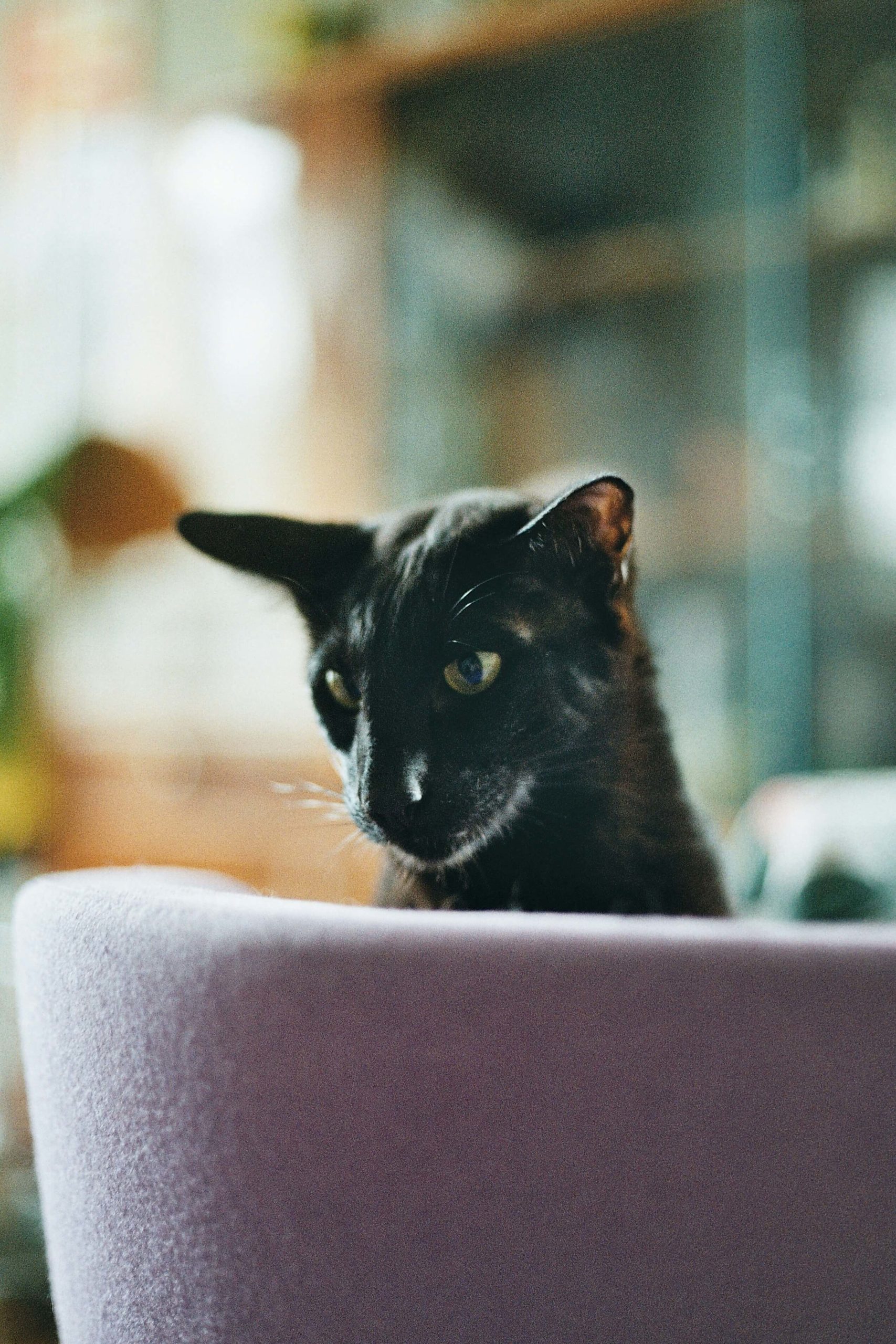 anton khmelnitsky vwz3otlhqye unsplash 1 scaled Ориентальная кошка: особенности породы, характер - Блог SUPERPET