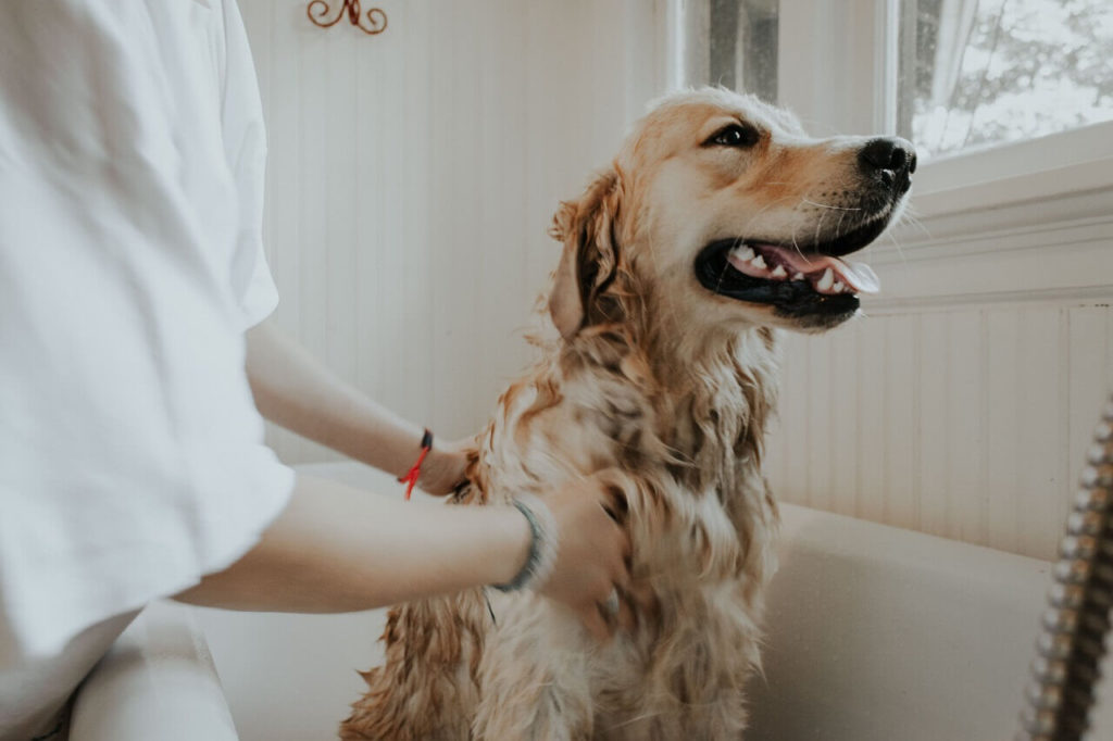 autri taheri l0gq4bmboyy unsplash11 Нужно ли мыть собаку и как правильно это делать - Блог SUPERPET