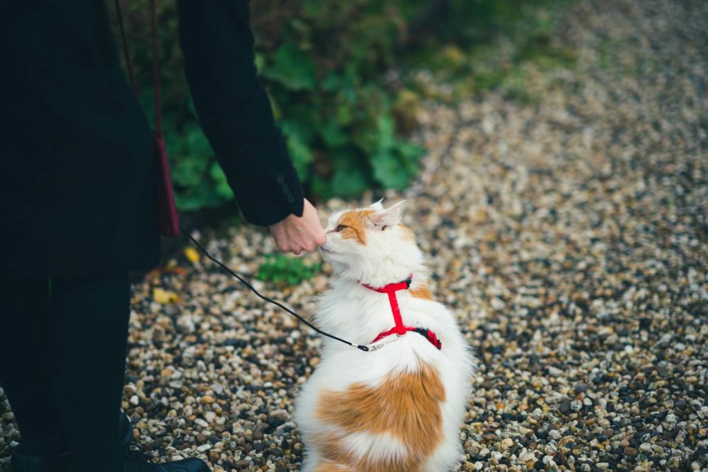 ayelt van veen no55ji1tsjy unsplash 1 Как воспитывать котёнка - Блог SUPERPET
