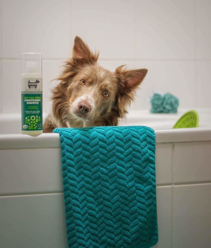 ayla verschueren ldighi2fia0 unsplash111 Нужно ли мыть собаку и как правильно это делать - Блог SUPERPET