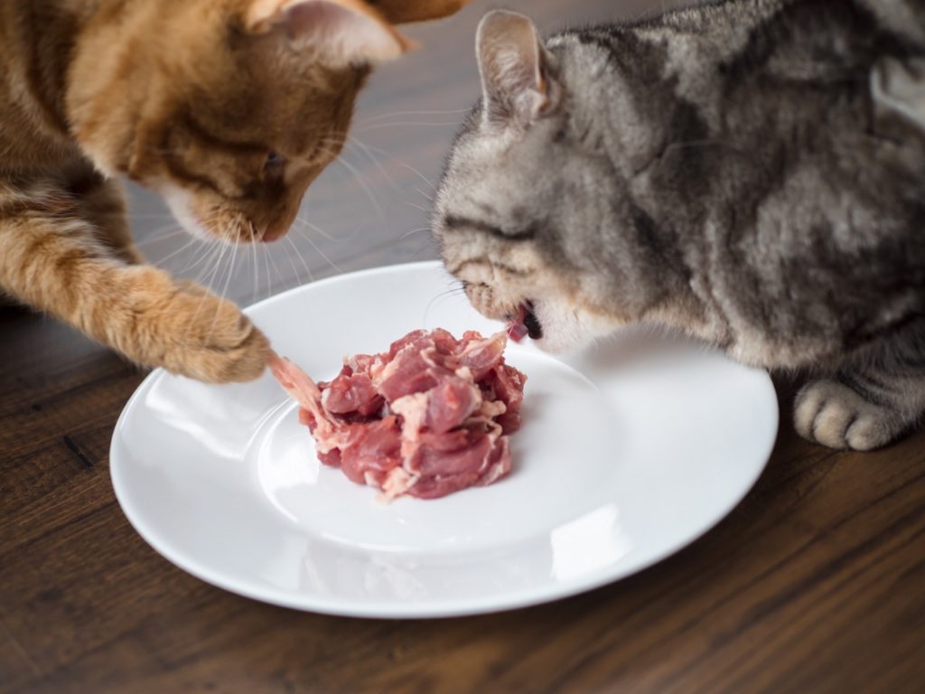 big cat eating food krupnyj Чем кормить здоровую кошку: мнение ветеринара - Блог SUPERPET