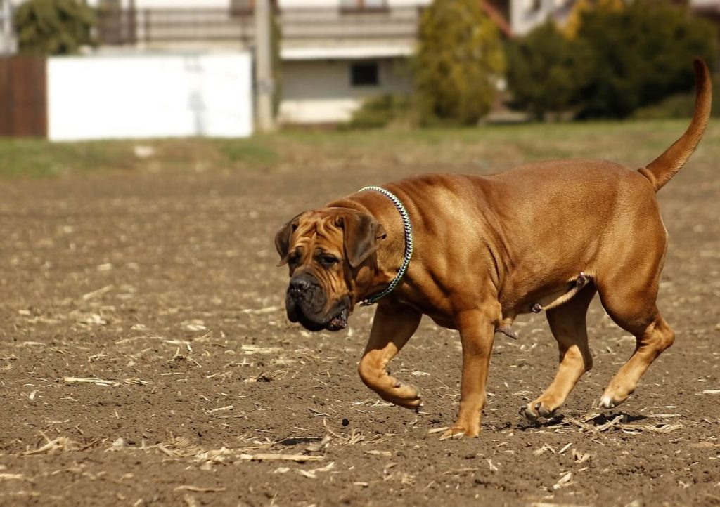 boerboel 1302357 1280 1 Какие породы собак самые крупные - Блог SUPERPET