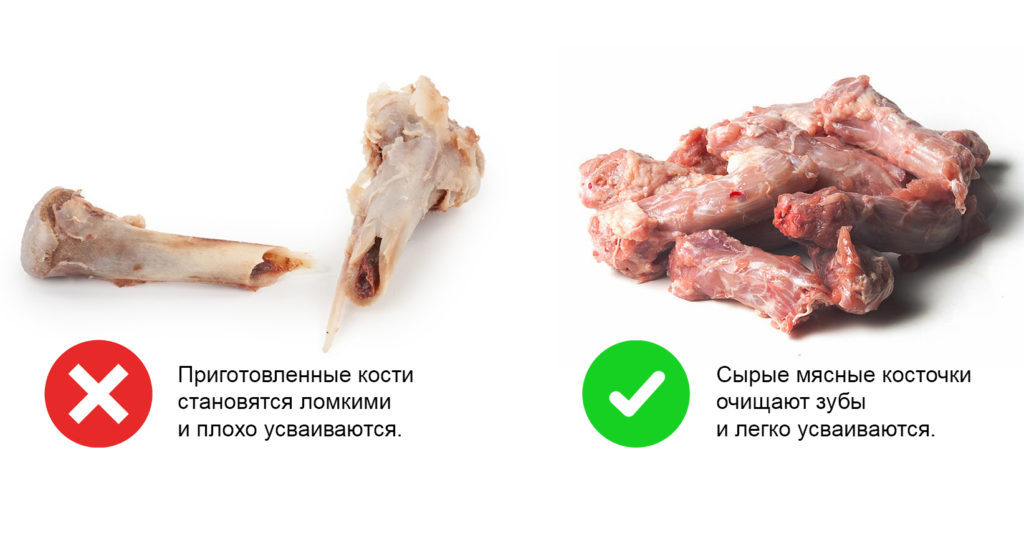 bones Как сухой корм влияет на зубы собак - Блог SUPERPET