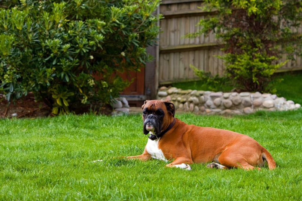 boxer dog 76573 1280 1 1 Какие породы собак самые крупные - Блог SUPERPET